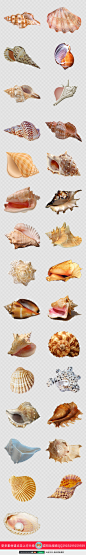 原创高清实拍沙滩海螺贝壳PNG图片免扣素材