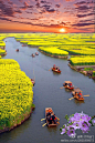 顶好视觉兴化千岛油菜花田，如诗如画，美不胜收~