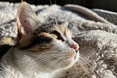 毛茸茸的圆嘟嘟小猫