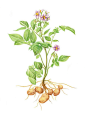 土豆苗 蔬菜 花卉 插画 手绘 彩铅画 色铅笔  本草绘 植物