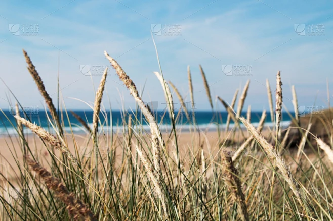 滨草,海滩,海草,沙洲,天空,留白,沙子,夏天,海岸地形,草素材-花瓣网
