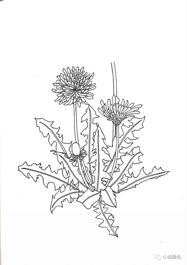 黑白植物线描蒲公英