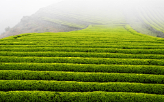 陈安好采集到茶叶