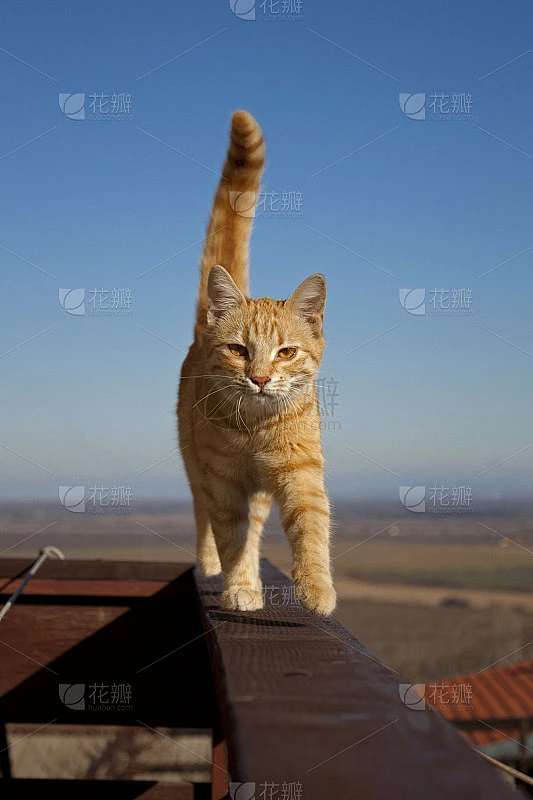 优雅的姜猫素材-花瓣网