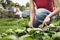 Woman gardening