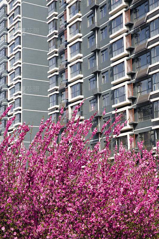 住宅建筑与花卉
