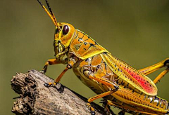 熊涛涛采集到生物