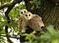 raptorbirds:

Barn Owl pair in the middle of an Oak tree. July evening, Suffolk. Tyto alba. www.mikerae.com (by mikejrae)
