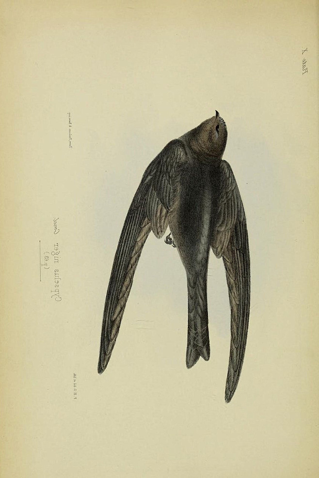 雨燕目雨燕科黑雨燕属雨燕