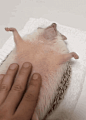 gifsboom:

Video: Chubby Hedgehog Enjoys a Belly Rub
