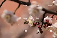 梅花 蜜蜂 美丽的花朵 花壁纸 授粉 花卉背景 春天的花朵 春天
