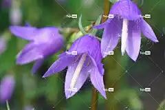 紫色的花朵 钟 铃声 花朵 花园 花 高清壁纸 植物群 植物