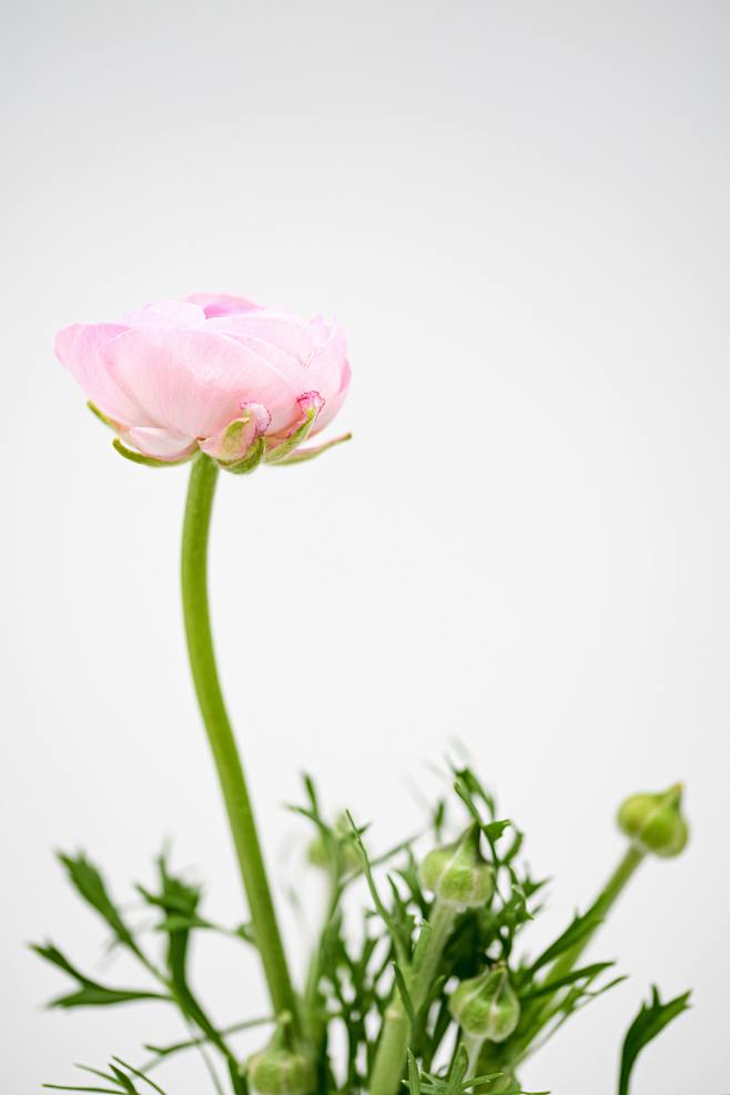 a pink flower with g...