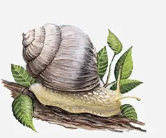 蜗牛免抠素材_新图网 https://ixintu.com 创意 卡通 手绘 蜗牛