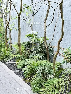 景观案例分享Vol.04｜杂木乌桕林下地被搭配 - 小红书