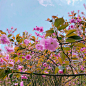 春日樱花，大家一起宅家云赏吧。#平坝樱花# - 孤狼北望 - 图虫