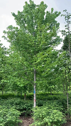 Bo大胖小胖采集到植物单体