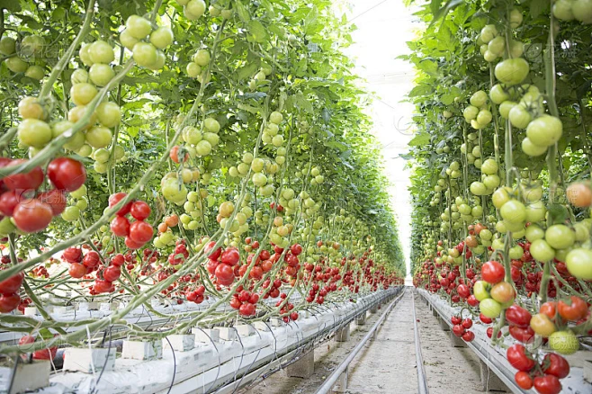 tomatos