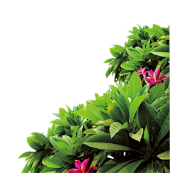 静心若水采集到花草植物
