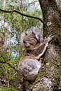 澳元 澳大利亚 树 自然 动物 野生动物