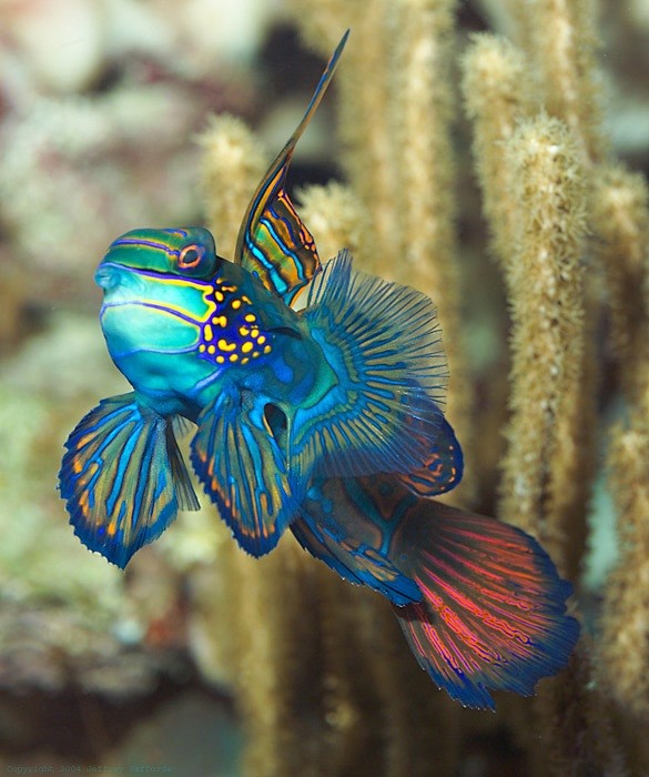 mandarin fish