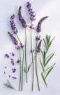 健康保健,自然,视角,构图,图像_200478672-001_Lavender (Lavandula angustifolia), close-up_创意图片_Getty Images China