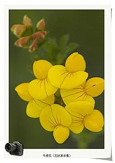【百科名片】--牛角花。百脉根(Lotuscorn…
