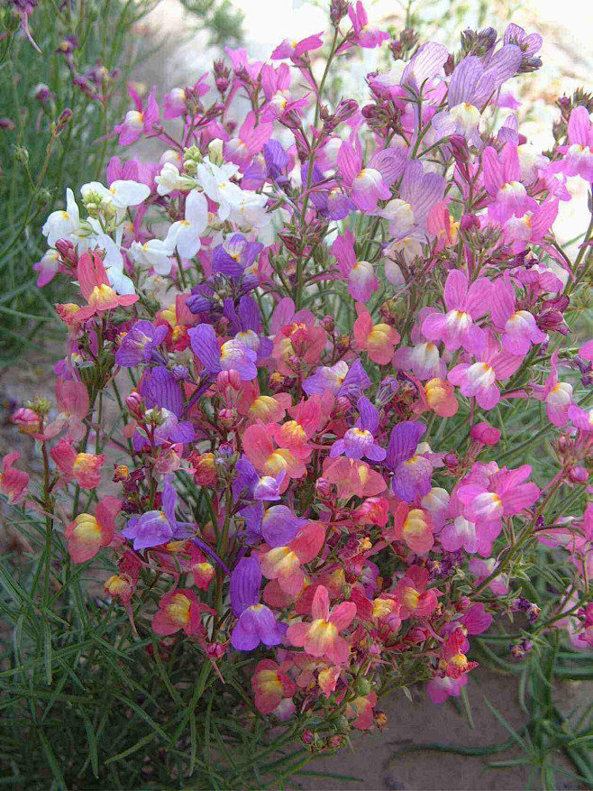 柳穿鱼小金鱼草