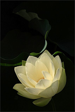 谢飞（大飞）采集到莲花