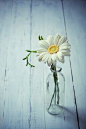 White gerbera flower in a vase on wooden background