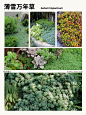 本期更新： #夏雪草#满天星吉普赛#薄雪万年草#黄金过路黄#地被植物