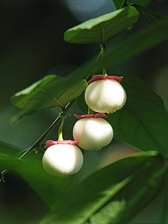 你介我介介采集到植物