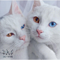 #会动的喵星人# 这一对同时拥有鸳鸯眼的白猫姐妹Iriss和Abyss，生于2015年11.11，拍起照片来气场十足。【IG账号：sis.twins】