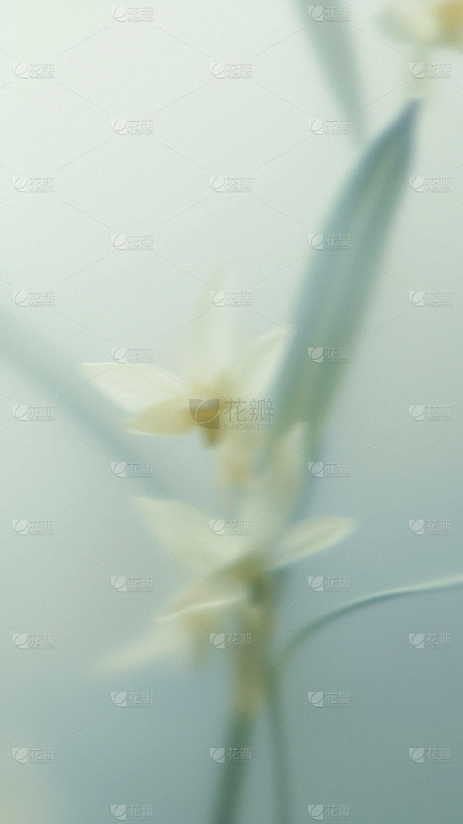 春天春节梦幻蒙版植物花卉背景元素素材