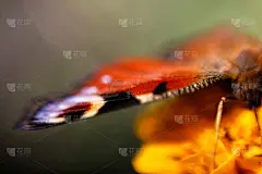 散焦欧洲孔雀蝶。机翼非常接近模糊的绿色背景。明亮的蝴蝶的眼睛。动态模糊。壁纸、明信片、自由。的焦点