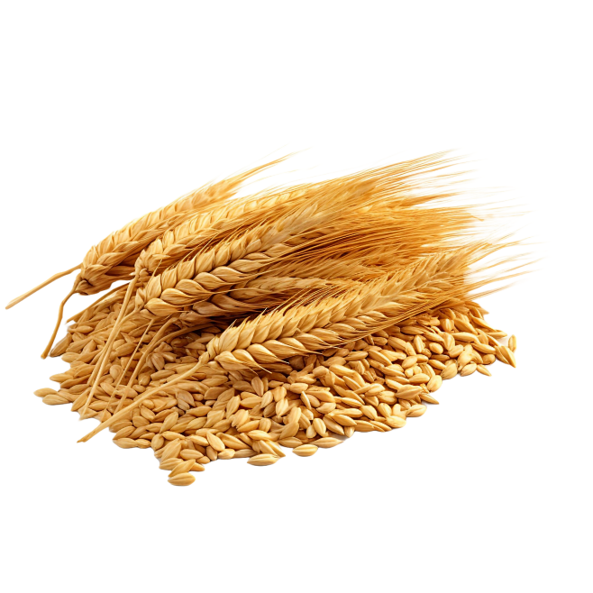 小麦 农作物 免扣PNG 可商用