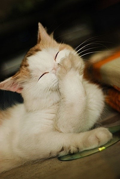 几乎每个男孩心里,都有一个捂嘴轻笑的清纯女孩.