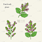广藿香plant-02
