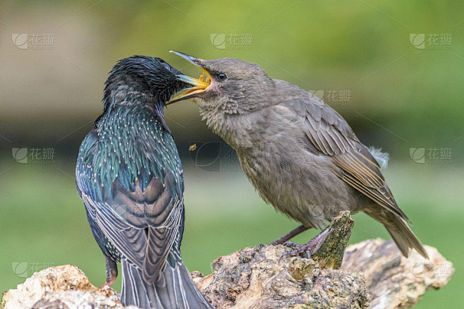 喂养幼雏的椋鸟(Sturnus vulgaris)