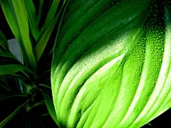绿色护眼植物合集桌面壁纸桌面壁纸1