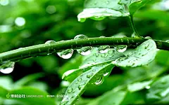 夏季清凉绿植上的水滴壁纸