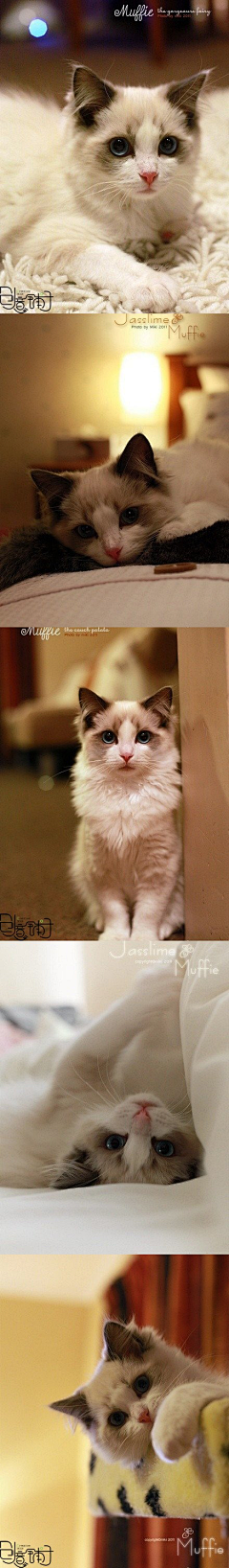 猫夏的我采集到Muffie王子殿下