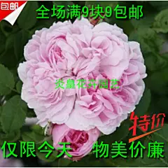 家居盆栽欧洲月季花苗 马修道院(攀援型) 重复开花 包活 _一淘网