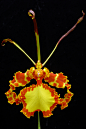 拟蝶唇兰（Psychopsis papilio ）