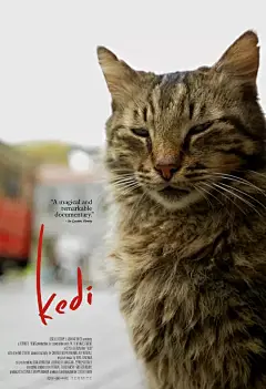 爱猫之城 Kedi 海报