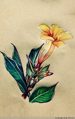 #黑金的王国# #素描# #彩铅# #手绘# #插画# #手帐# #艺术# #花卉#