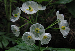 暗黑菟ゞ采集到花草