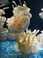 Jellies : Explore Images by John 'K' photos on Flickr. Images by John 'K' has uploaded 26928 photos to Flickr.
