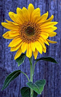 Sunflower: 