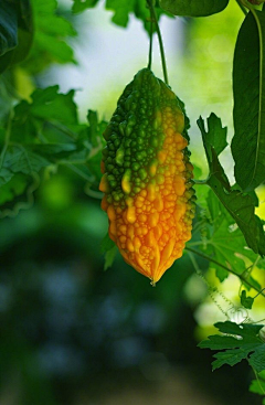 忘川漪涟采集到菜园子